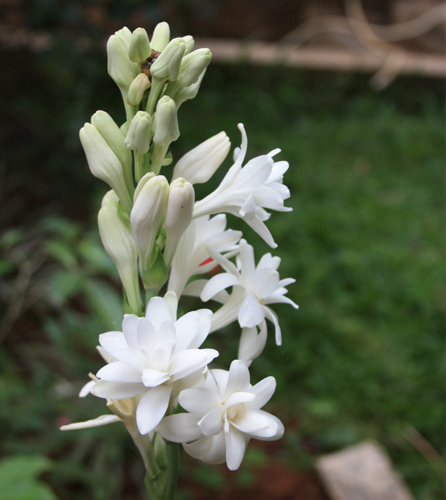 Tuberose